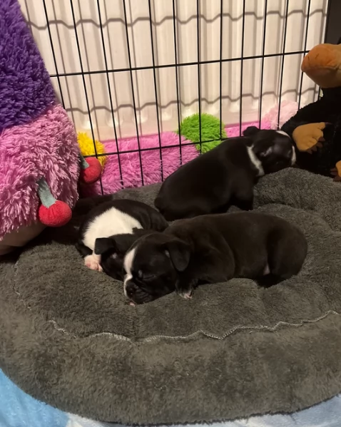 Boston Terrier ALLEVATI CON AMORE per adozione | Foto 3