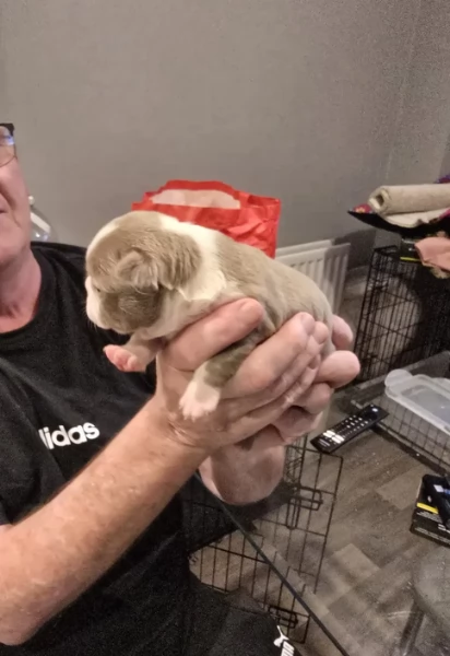 Boston Terrier ALLEVATI CON AMORE per adozione | Foto 1