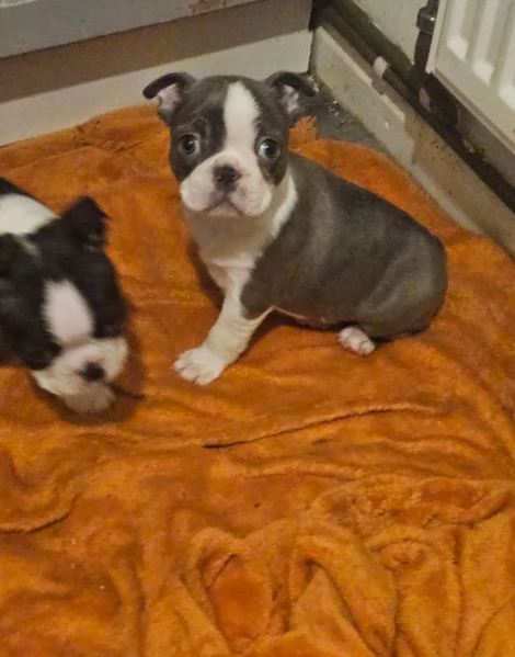 Boston Terrier ALLEVATI CON AMORE per adozione