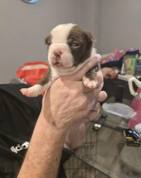 Boston Terrier ALLEVATI CON AMORE per adozione | Foto 1