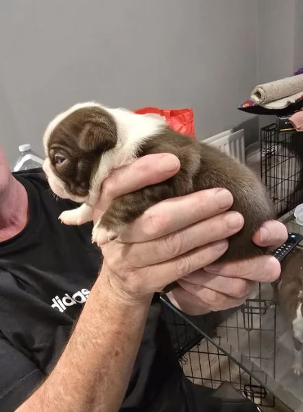 Boston Terrier ALLEVATI CON AMORE per adozione | Foto 5