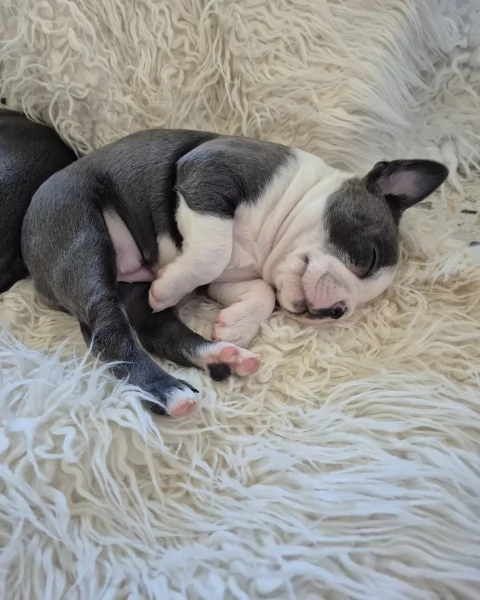 Boston Terrier ALLEVATI CON AMORE per adozione | Foto 0