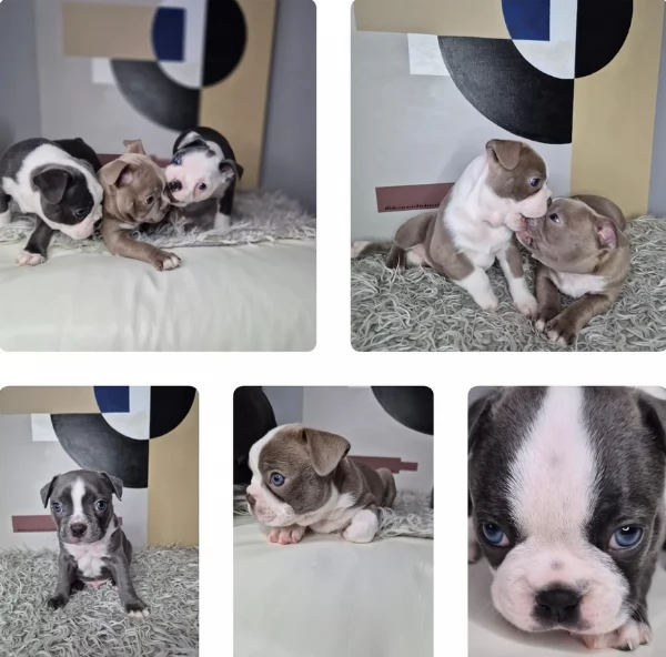 Boston Terrier ALLEVATI CON AMORE per adozione