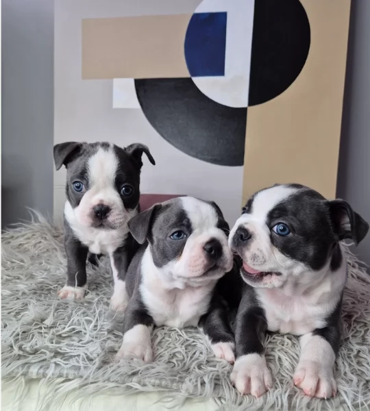 Boston Terrier ALLEVATI CON AMORE per adozione | Foto 1