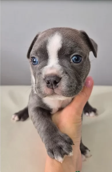 Boston Terrier ALLEVATI CON AMORE per adozione