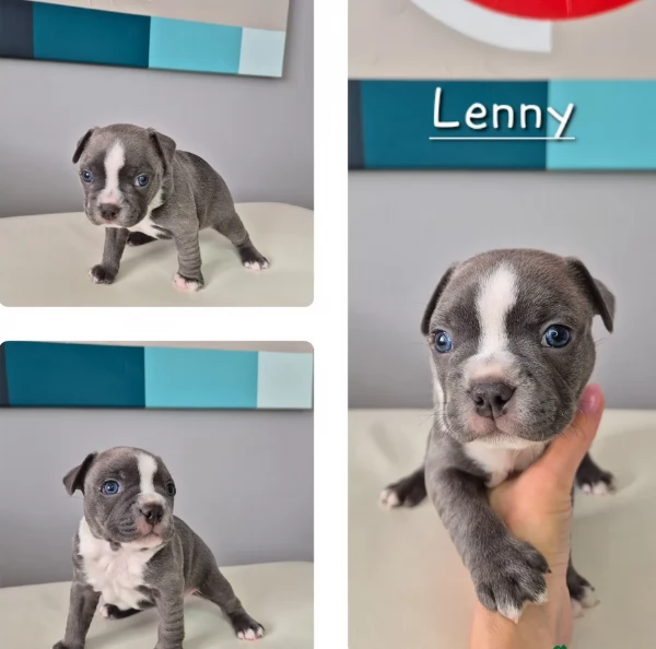 Boston Terrier ALLEVATI CON AMORE per adozione | Foto 0