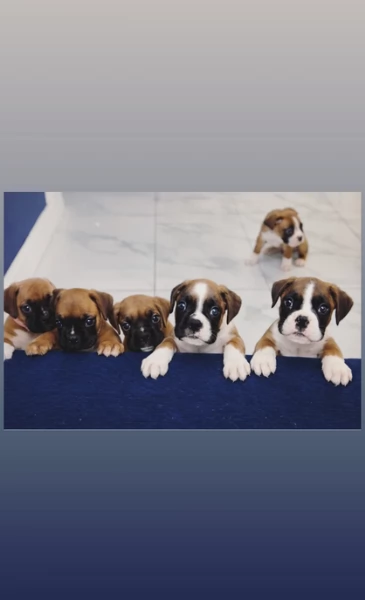 cuccioli di Boxer ALLEVATI CON AMORE per adozione | Foto 0