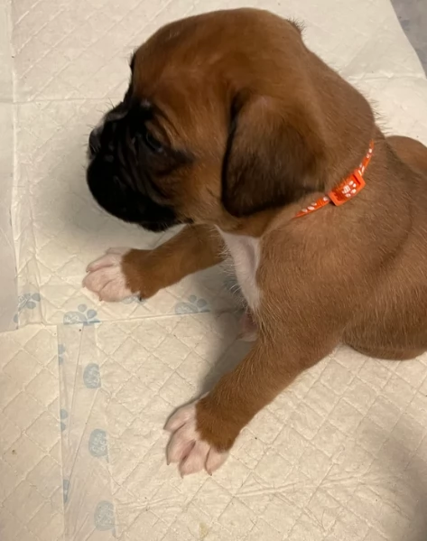 cuccioli di Boxer ALLEVATI CON AMORE per adozione | Foto 3