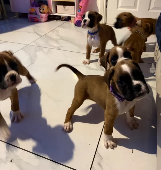 cuccioli di Boxer ALLEVATI CON AMORE per adozione | Foto 2