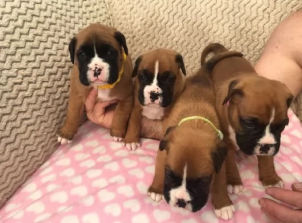 cuccioli di Boxer ALLEVATI CON AMORE per adozione | Foto 1