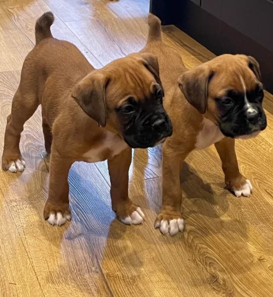 cuccioli di Boxer ALLEVATI CON AMORE per adozione | Foto 3
