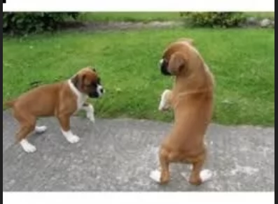 cuccioli di Boxer ALLEVATI CON AMORE per adozione