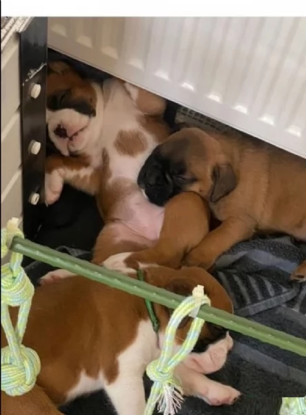 cuccioli di Boxer ALLEVATI CON AMORE per adozione | Foto 2