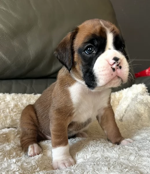 cuccioli di Boxer ALLEVATI CON AMORE per adozione