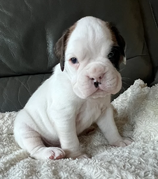 cuccioli di Boxer ALLEVATI CON AMORE per adozione | Foto 0