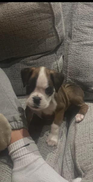 cuccioli di Boxer ALLEVATI CON AMORE per adozione | Foto 2