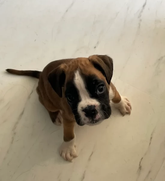 cuccioli di Boxer ALLEVATI CON AMORE per adozione | Foto 0