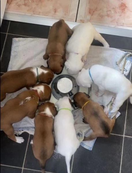 cuccioli di Boxer ALLEVATI CON AMORE per adozione