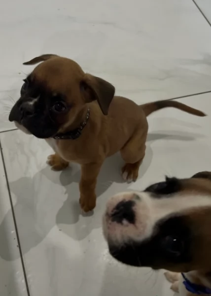 cuccioli di Boxer ALLEVATI CON AMORE per adozione | Foto 2