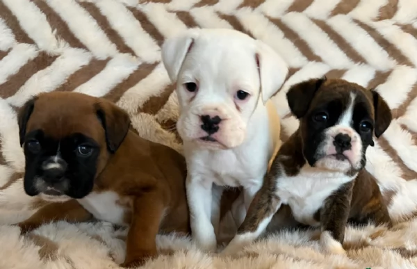 cuccioli di Boxer ALLEVATI CON AMORE per adozione | Foto 5