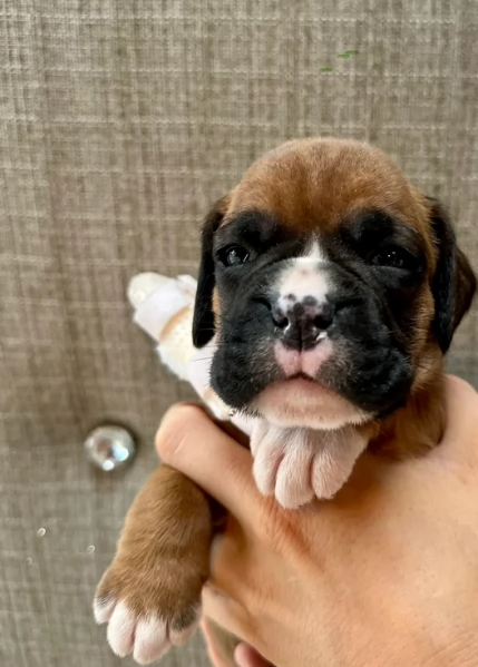 cuccioli di Boxer ALLEVATI CON AMORE per adozione | Foto 4