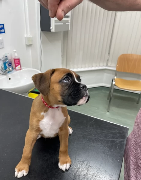 cuccioli di Boxer ALLEVATI CON AMORE per adozione