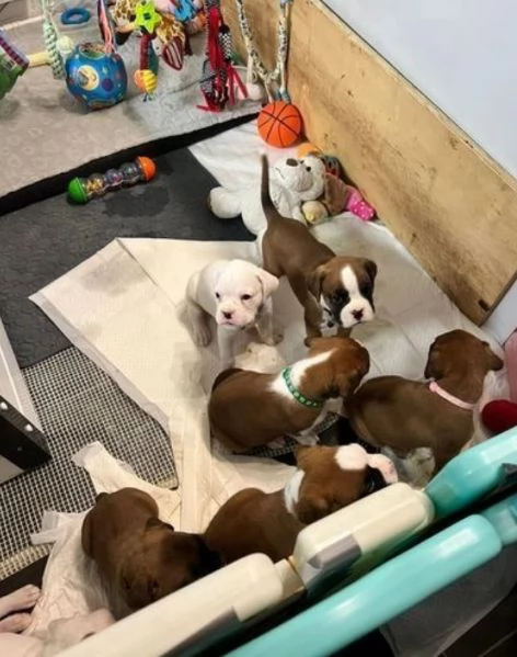 cuccioli di Boxer ALLEVATI CON AMORE per adozione | Foto 2