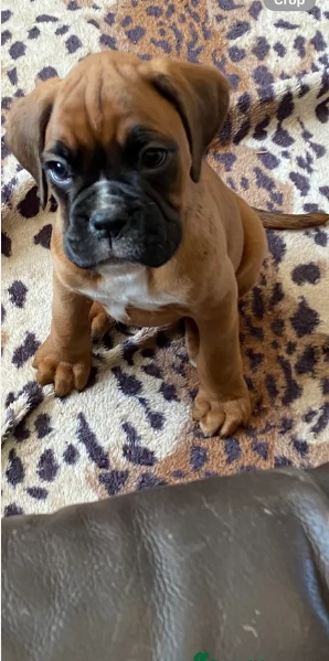 cuccioli di Boxer ALLEVATI CON AMORE per adozione | Foto 1