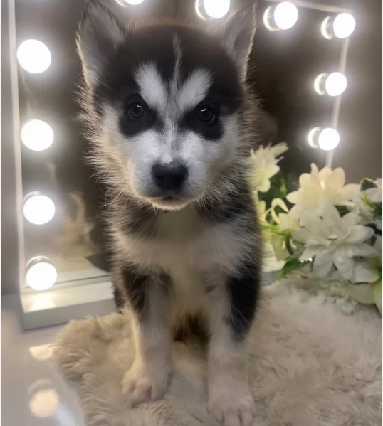 Bellissimi cuccioli di Siberian Husky disponibili per adozione