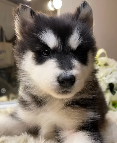 Bellissimi cuccioli di Siberian Husky disponibili per adozione | Foto 1