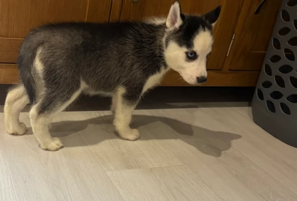 Bellissimi cuccioli di Siberian Husky disponibili per adozione | Foto 6