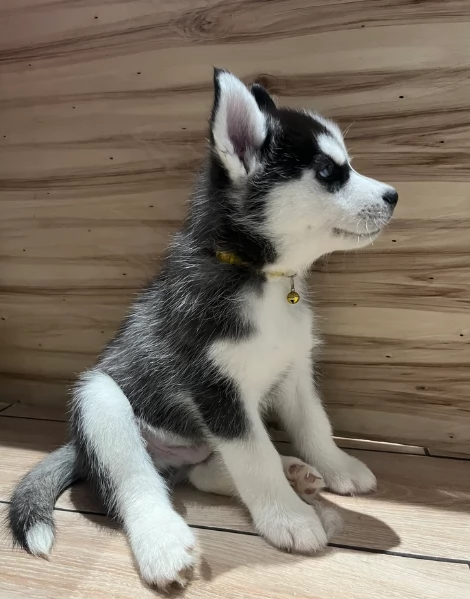 Bellissimi cuccioli di Siberian Husky disponibili per adozione