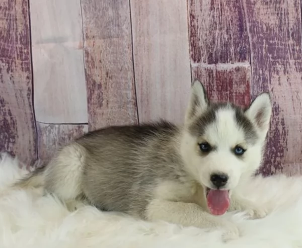 Bellissimi cuccioli di Siberian Husky disponibili per adozione | Foto 5