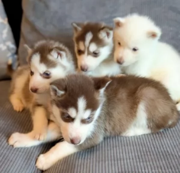 Bellissimi cuccioli di Siberian Husky disponibili per adozione | Foto 0