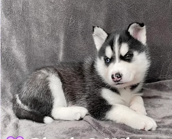 Bellissimi cuccioli di Siberian Husky disponibili per adozione | Foto 6