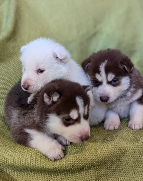Bellissimi cuccioli di Siberian Husky disponibili per adozione | Foto 2