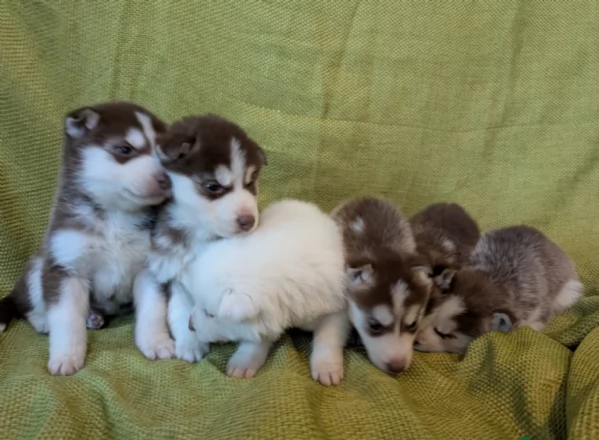 Bellissimi cuccioli di Siberian Husky disponibili per adozione | Foto 1