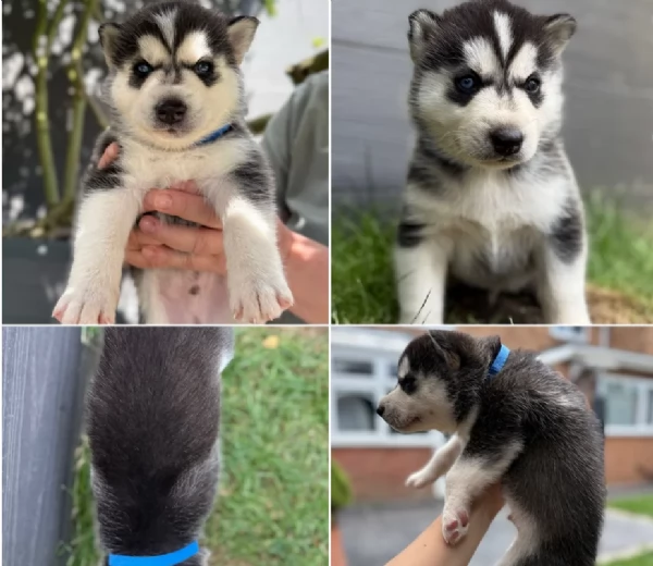 Bellissimi cuccioli di Siberian Husky disponibili per adozione | Foto 5