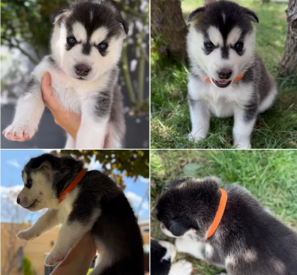 Bellissimi cuccioli di Siberian Husky disponibili per adozione | Foto 1