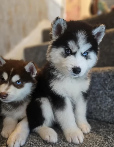 Bellissimi cuccioli di Siberian Husky disponibili per adozione | Foto 0