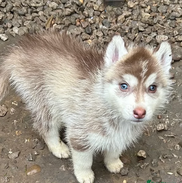 Bellissimi cuccioli di Siberian Husky disponibili per adozione | Foto 1