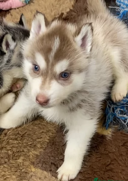 Bellissimi cuccioli di Siberian Husky disponibili per adozione | Foto 0