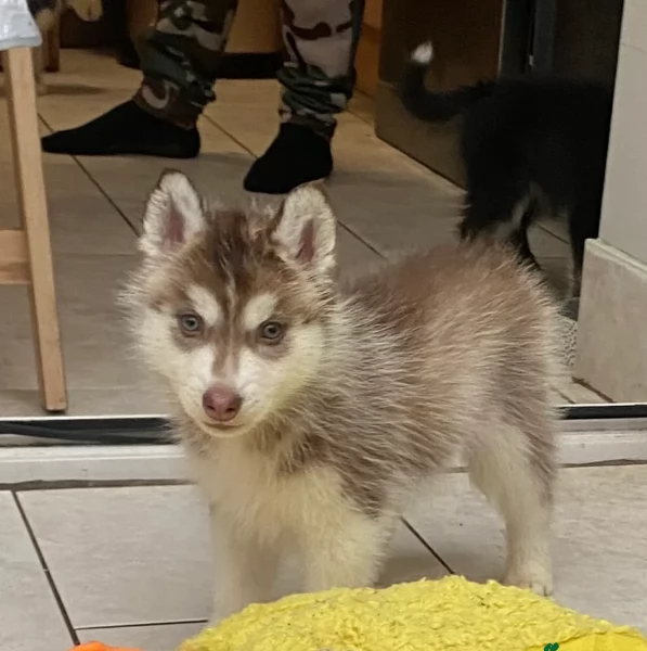 Bellissimi cuccioli di Siberian Husky disponibili per adozione | Foto 2