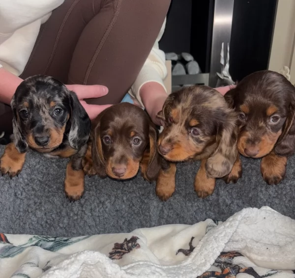 meravigliosi bassotto per adozione