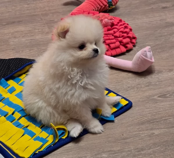  REGALO VOLPINO POMERANIA MINI TOY in adozione | Foto 2