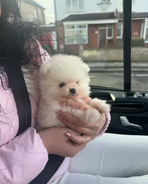  REGALO VOLPINO POMERANIA MINI TOY in adozione | Foto 4