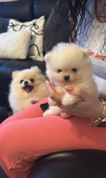  REGALO VOLPINO POMERANIA MINI TOY in adozione | Foto 0