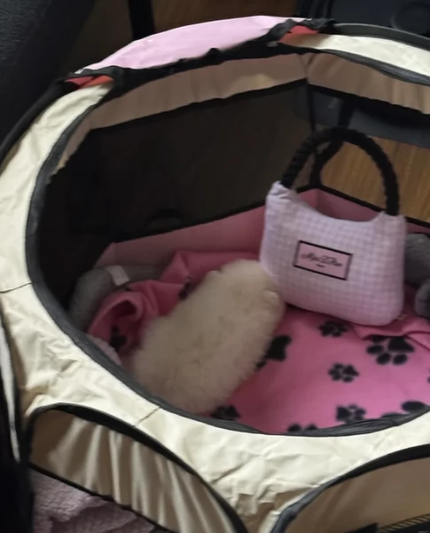  REGALO VOLPINO POMERANIA MINI TOY in adozione