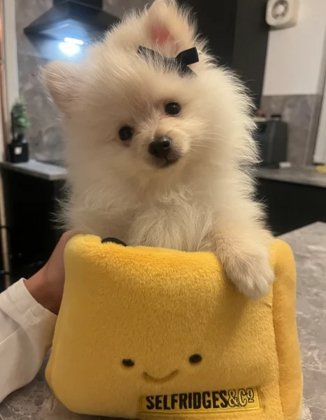  REGALO VOLPINO POMERANIA MINI TOY in adozione