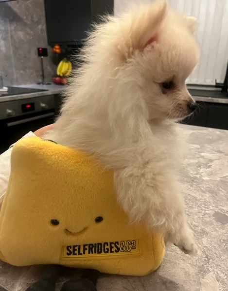  REGALO VOLPINO POMERANIA MINI TOY in adozione | Foto 3